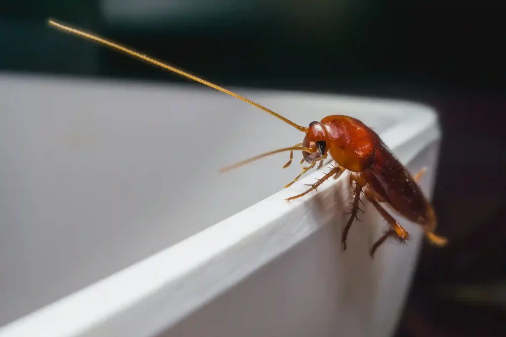 Kakerlakenbefall im Badezimmer erkennen und professionell beseitigen – Mönchengladbach